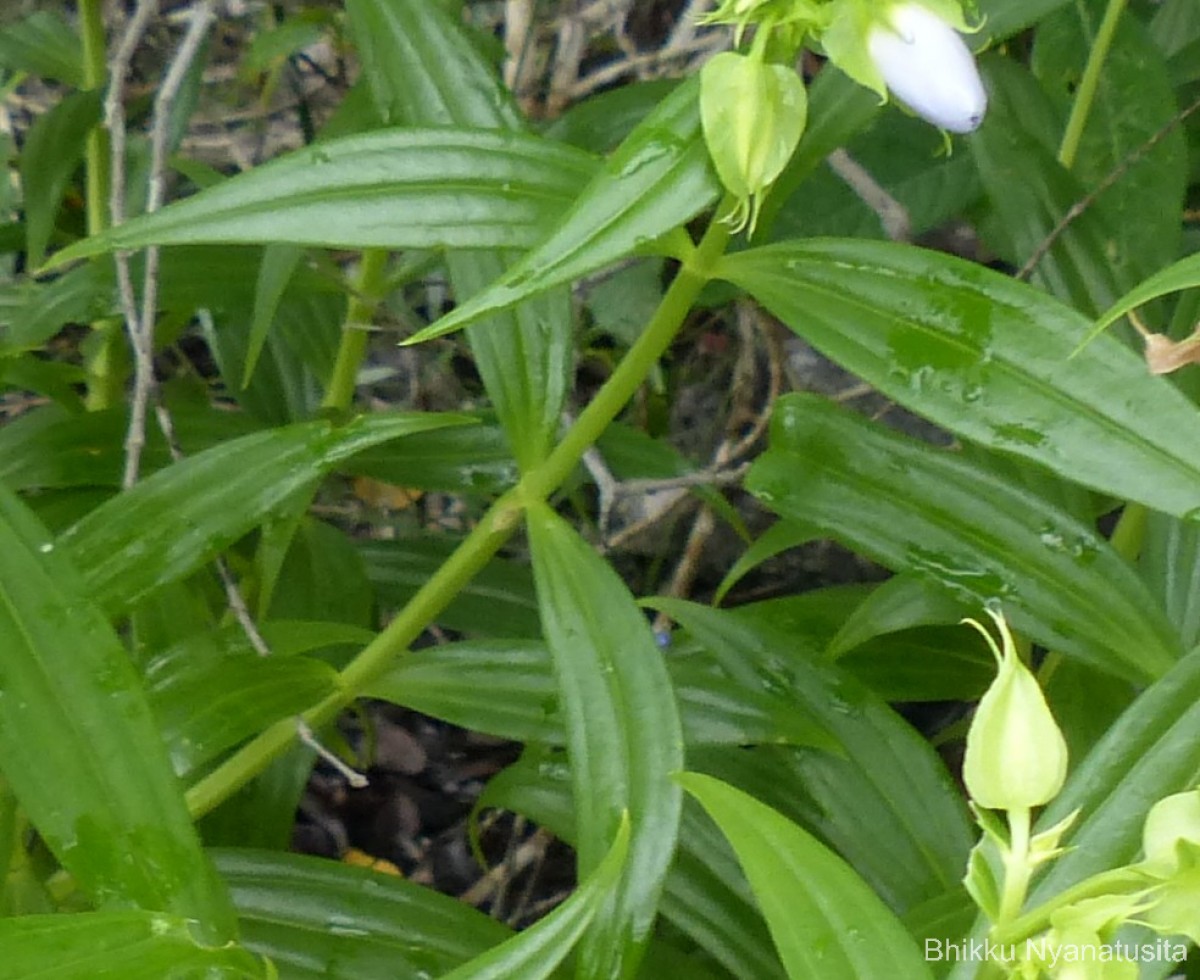 Exacum trinervium (L.) Druce
